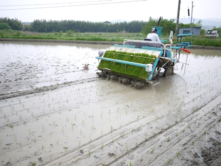 田植え　１.JPG