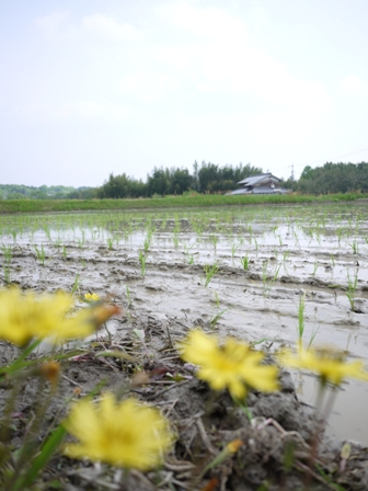 田植え　２.JPG